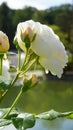 White Rose in front of green lake, location Castle Satzvey