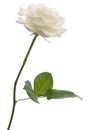 White rose in front of white background Royalty Free Stock Photo