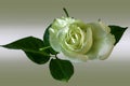 A white Rose Royalty Free Stock Photo
