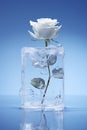 White rose frozen in ice cube on blue background with copy space Royalty Free Stock Photo