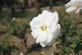 White rose full blooming in the bright sunlight
