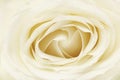 White rose full frame