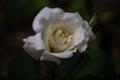 White rose