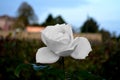 White rose in a garden