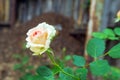 White rose in the garden close-up. growing flowers Royalty Free Stock Photo