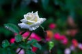 White Rose in Garden Fron Thailand. Royalty Free Stock Photo