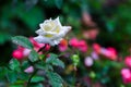 White Rose in Garden Fron Thailand. Royalty Free Stock Photo