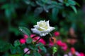 White Rose in Garden Fron Thailand. Royalty Free Stock Photo