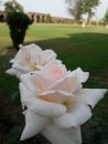 White rose in garden