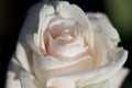 White rose closeup in the garden Royalty Free Stock Photo