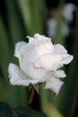 White rose closeup in the garden Royalty Free Stock Photo