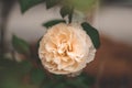 White rose in the garden.