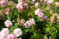 White Rose in Rose Gardens