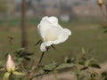 White Rose and a bud to open Royalty Free Stock Photo