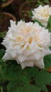A white rose Royalty Free Stock Photo