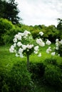 White rose tree in a park