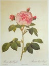 White Rose Great Maiden`s Blush Rosa alba Regalis Rosier Blanc Royal Illustration Roses Prints Flower Floral Sketch Nature