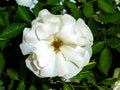 White Rose on green background.