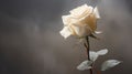 Elegantly Formal: A White Rose In Smokey Sunlight Royalty Free Stock Photo