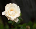 a white rose has been wilched and washed on by rain