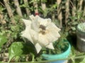 This is a white rose that has thorny stems