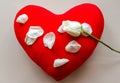 The white rose on the heart pillow Royalty Free Stock Photo