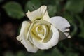 White rose