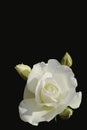 White rose isolated Royalty Free Stock Photo