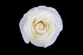 White rose isolated on black Royalty Free Stock Photo