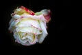 White rose isolated on black background, close up photo of beautiful rose Royalty Free Stock Photo