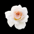 White rose isolated on a black background Royalty Free Stock Photo