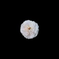 White Rose Isolated on black Royalty Free Stock Photo