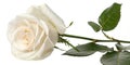 White rose isolated with clipping path Royalty Free Stock Photo