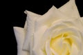 White rose isolated over black, with drops Royalty Free Stock Photo