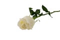 White Rose isolated on white background Royalty Free Stock Photo