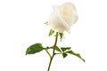 White Rose isolated on white background Royalty Free Stock Photo