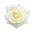 White rose isolated on white. Royalty Free Stock Photo