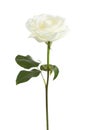 White rose isolated on white.