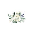 White rose, isolated on white background. Watercolor illustration