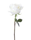 White rose isolated on white background
