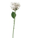White Rose isolated on white
