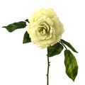 white rose isolatet on white Royalty Free Stock Photo