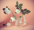 White rose in laboratory flask on a pink background. Hipster insta style picture