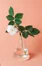 White rose in laboratory flask on a pink background. Hipster style picture