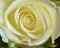 White rose with large water droplets