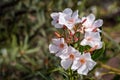 White rose laurel - Nerium oleander - Dog Venom Family Royalty Free Stock Photo