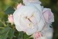 White rose on the lawn