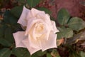 Whiteness in roses Royalty Free Stock Photo