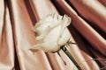 White rose. Luxury and romantic image in vintage hues Royalty Free Stock Photo