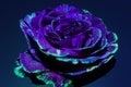 Beautifully romantic bright white rose in UV light